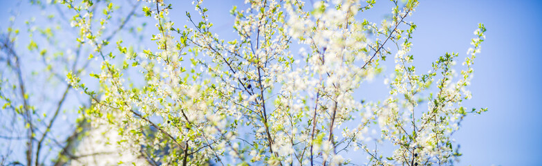 Blooming tree branches with white flowers. Beautiful landscape with selective focus and blurred background for nature-themed design and projects