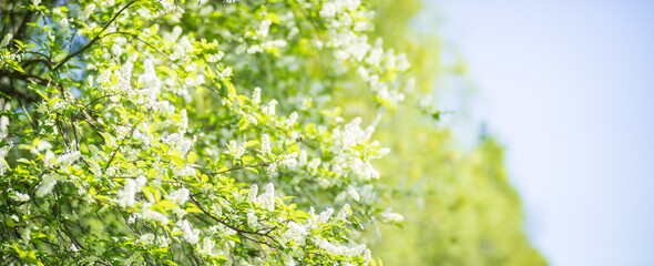 Obraz premium Blooming tree branches with white flowers. Beautiful landscape with selective focus and blurred background for nature-themed design and projects