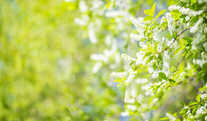 Fototapeta na wymiar Blooming tree branches with white flowers. Beautiful landscape with selective focus and blurred background for nature-themed design and projects