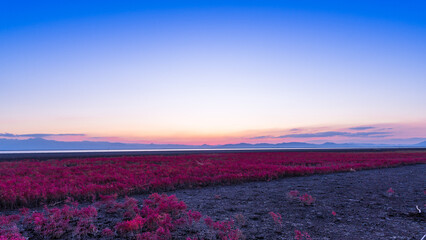 美しい夕焼けを背景に観光スポット「シチメンソウの自生地」
A sightseeing spot with a beautiful sunset in the background "Shichimenso's wild area"
日本(秋)2022年撮影
Japan (Autumn) Taken in 2022
九州・佐賀市東与賀町
(東よか干潟ビジターセンターひがさす)