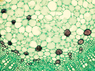 Stem of cotton x.s. details under biological optical misroscope
