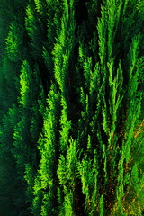 Tuya.- gardening of the garden.the evergreen tree in the park .with decorative landscape trees and shrubs, close-up. background.Natural landscape.
