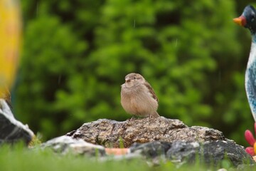 house sparrow perched on a stone in the garden with decoration, at a rainy spring day