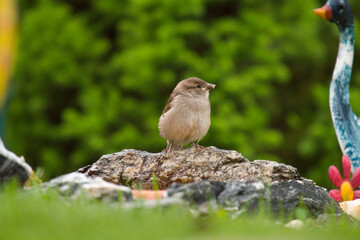 house sparrow perched on a stone in the garden with decoration, at a rainy spring day