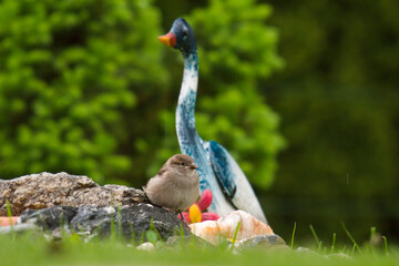 house sparrow perched on a stone in the garden with decoration, at a rainy spring day