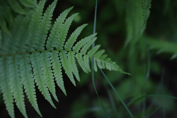perennial widespread beautiful on the planet green fern plant
. for cards, covers, screensavers, stickers, banners, notepads, advertisements, etc.