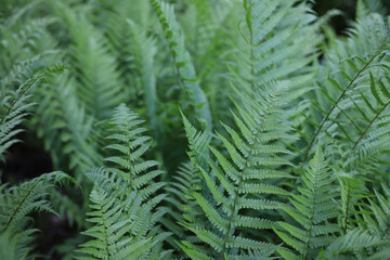 perennial widespread beautiful on the planet green fern plant
. for cards, covers, screensavers, stickers, banners, notepads, advertisements, etc.