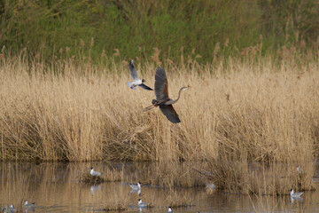 gull hunting purple heron