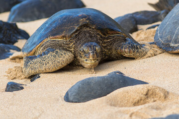 Sea turtle coming ashore