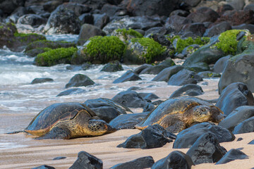 Fototapeta na wymiar Sea turtle coming ashore