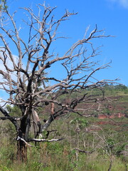 tree in the middle of nowhere