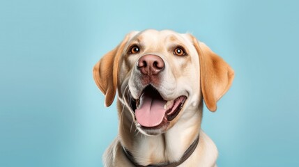 Labrador retriever dog portrait on blue background with copy space.Generative Ai