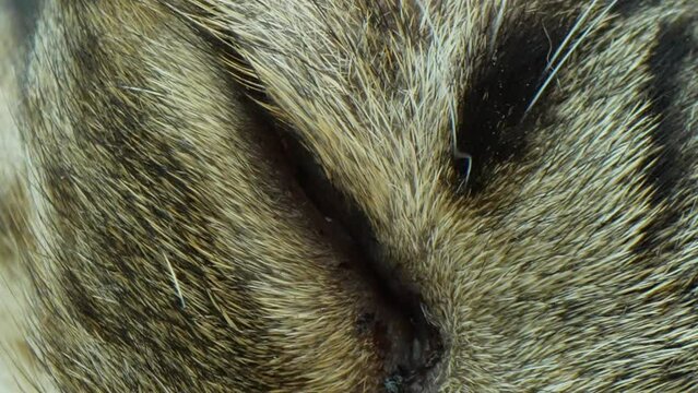 In a stunning macro video, cat eyes shine with vibrant colors and intricate patterns, revealing the captivating allure of their mesmerizing gaze. Animal background video. 4K
