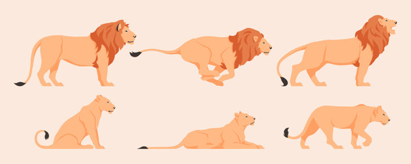 Flat vector set of illustrations of a lion and a lioness, different poses and actions