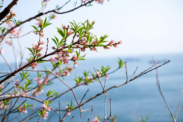 Many cherry blossoms are planted on the promenade along the moat that surrounds the Imperial Palace