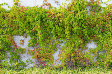 Ivy leaves on wall background
