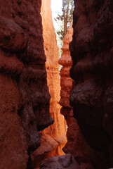 vertical crack in red sandstone of Bryce Canyon with tree growing toward the light
