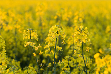 Obraz premium field of rapeseed