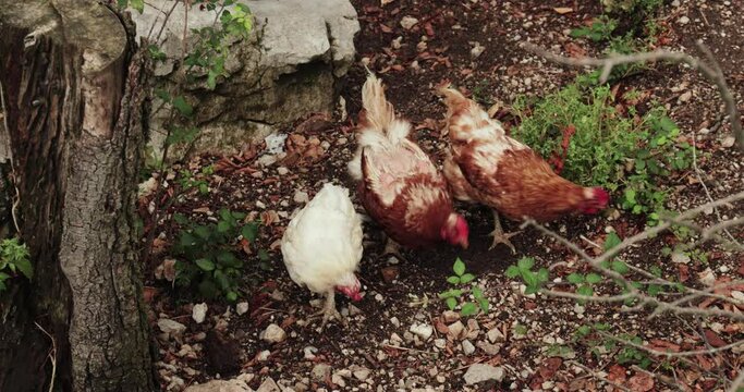 Chicken in a rural area