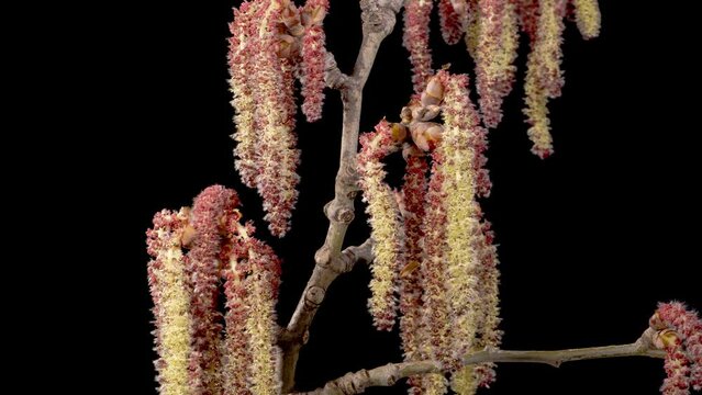 Poplar Tree Blossoms. Beautiful Time Lapse of Poplar Tree Blooming on Black Background. 4K.