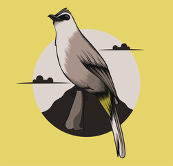 Yellow-vented Bulbul bird on a branch