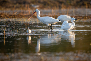 Beautiful Eurasian Spoonbill or common spoonbill (Platalea leucorodia) walking in shallow water hunting for food.