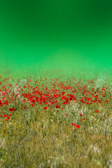 A meadow with beautiful red poppies in the countryside. Peace of mind. Papaver rhoeas. 