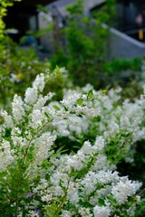 咲きほこる白い花