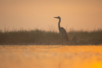 Grey heron on the river bank of the sunset