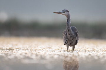 Grey heron on the river bank of the sunset
