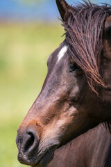 A portrait of black brown and white horse. Head of horse. Close up of domestic animal.