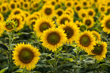 Farmland with blooming sunflowers. Sunflower seeds.  Agro-industrial agricultural sunflower cultivation field. Field of flowering sunflowers.