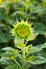 Farmland with blooming sunflowers. Sunflower seeds.  Agro-industrial agricultural sunflower cultivation field. Field of flowering sunflowers.