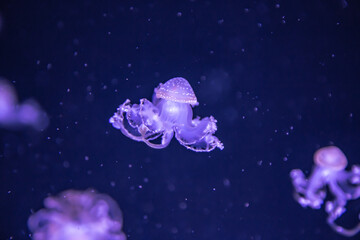 jellyfish in the night