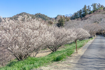千葉県鋸南町　佐久間ダム湖親水公園の桜