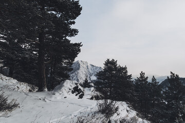 snow covered trees