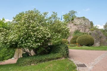 Viburnum lantana Wolliger Schneeball Habitus