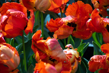 Dutch tulips. Bright red tulip Parrot variety, close-up. Abstract bold flower backdrop.