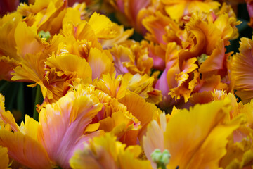 Dutch tulips abstract background. Bright yellow and pink Parrot variety, close-up on petals.