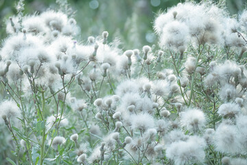 Summer meadow, background from fluffy seeds of meadow flowers, close-up