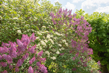 Viburnum lantana wolliger Schneeball und Syringa vulgaris 'Andenken an Ludwig Späth' in Blüte