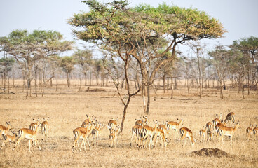Naklejka na ściany i meble Beautiful impala antelope on the savannah. Impala in Tarangire National Park, Tanzania, Africa, and Kenya 