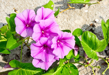  Ipomoea purple flowers on a sandy beach.  Purple violet flower plant on a tropical sand beach