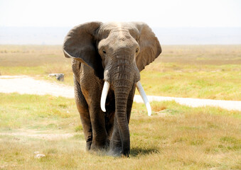 African Elephant, Masai Mara National Park, Kenya. Wildlife scene in nature habitat