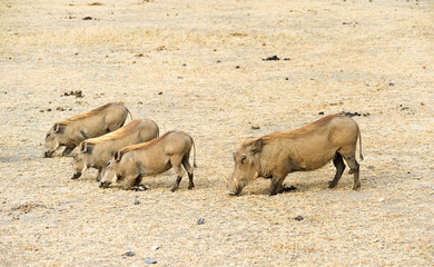 The Warthog family is eating in the savannah. Masai Mara National Park, Kenya