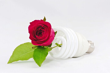  light bulb with a beautiful rose flower inside