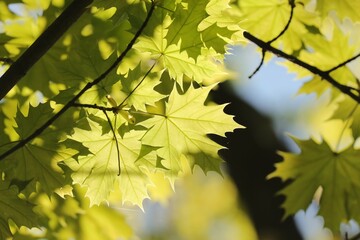 Close-up of spring maple leaves on tree branch - 603357925
