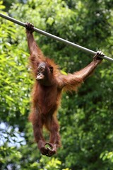 Naklejka premium 綱渡り中のオランウータンの子供