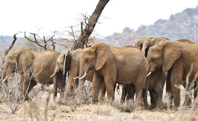 A herd of wild elephants in the savannah in Botswana National Park