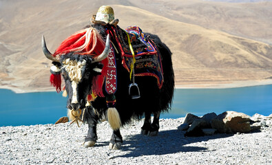   the natural environment and wildlife of the plateau. picture of yaks 